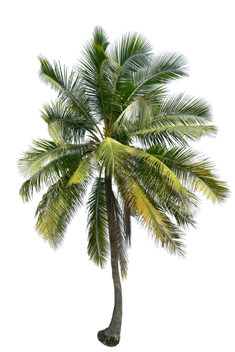 coconut tree